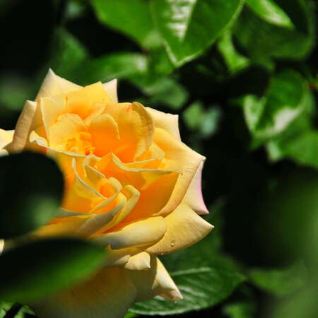 Essex County Rose Garden