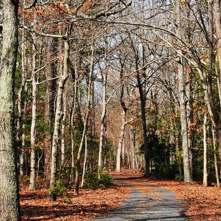 Belleplain State Forest