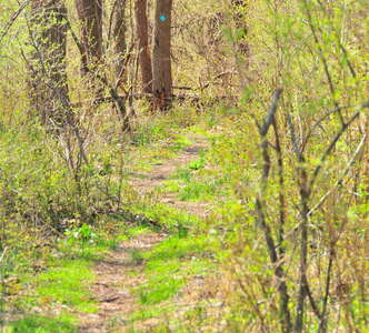 A Springtime Hike at Spruce Run ~2010