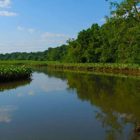 Abbott Marsh